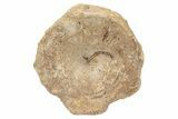 Fossil Ichthyosaur (Brachypterygius) Vertebra - England #238906-3